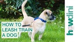 Leash Training a Puppy: How to Leash Train a Puppy or Dog 