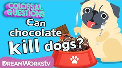 Will Chocolate Kill Your Dog? | COLOSSAL QUESTIONS 