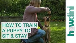 How to Train a Puppy to Sit and Stay - How To Train Your Dog 