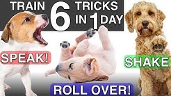 How to Train your Puppy 6 Tricks in 1 Day! 