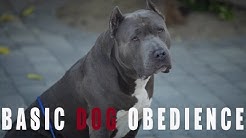 BASIC DOG OBEDIENCE TRAINING: SIT STAY AND DOWN 