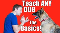 Dog Training 101: How to Train ANY DOG the Basics 