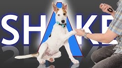 3 Ways to Teach your Dog How to Shake 