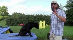 Training Your Labrador Retriever Puppy Part One 