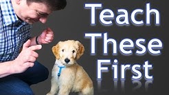 3 Easy Things to Teach your NEW PUPPY! 