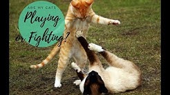 Cat Play vs. Cat Fight & How to Tell the Difference - Cute Cats Playing Together! - Cats and Cat Nip 